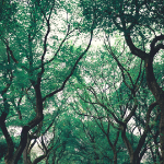 Planter 100 000 arbres à échéance 2030