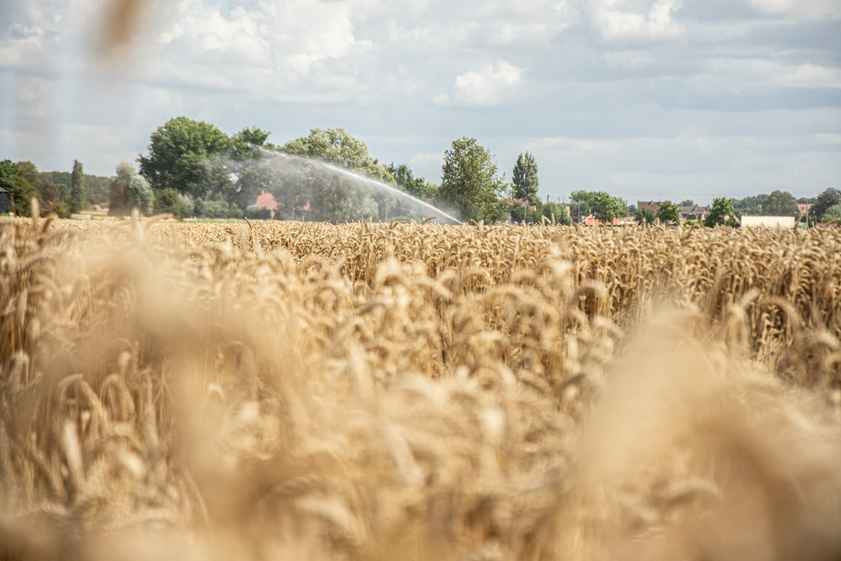 Sa gestion calamiteuse met la Chambre d’agriculture du Nord‐Pas‐de‐Calais sur la paille